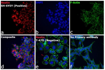 АНТИТЕЛА GOAT ANTI-MOUSE IGG (H+L) HIGHLY CROSS-ADSORBED SECONDARY ANTIBODY, ALEXA FLUOR PLUS 555, АРТ. A32727, THERMO FISHER SCIENTIFIC